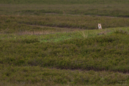 die-fahe-fuchsmutter-uberwacht-die-szenerie-6060.jpeg