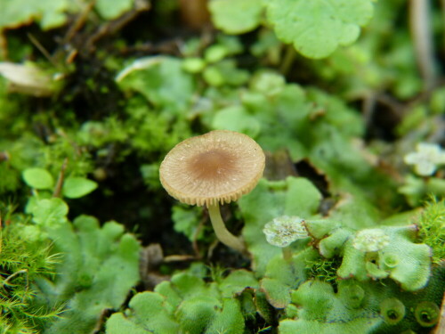 Pilz

Aufnameort: Blumenkasten
Kamera: Lumix FZ 100