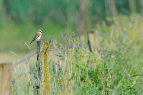 

Aufnameort: Lü Heide
Kamera: Nikon D 300 s