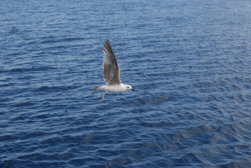 Möwe im Flug

Aufnameort: Otoc Cres Kroatien
Kamera: SONY 230 alpha