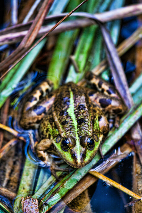 Ein Frosch sitzt mitten im Grünen am Seerand

Aufnameort: Plitwitzer Seen  (Kroatien)
Kamera: Canon EOS 50D