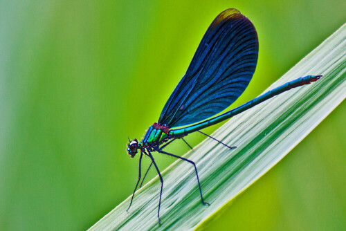 Eine Libelle auf einem Blatt

Aufnameort: Plitwitzer Seen (Kroatien)
Kamera: Canon EOS 50D