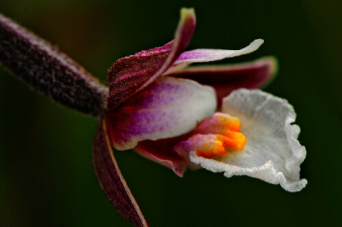 Diese einheimische Orchidee bewohnt Feuchtwiesen.

Aufnameort: NSG Kappelwasen bei Ornbau in Mittelfranken.
Kamera: Nikon D600