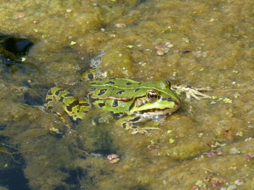 

Aufnameort: Wasserschloss Isselburg-Anholt/Westf.
Kamera: Lumix FZ 100