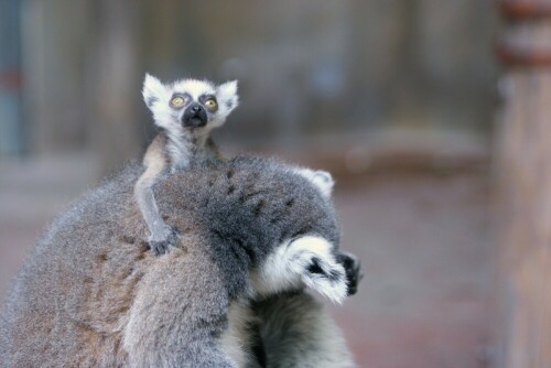 Das Kattababy wird ständig von der Mutter getragen, erst einige Wochen alt - guckt es neugierig auf die Welt

Aufnameort: Hagenbecks Tierpark Hamburg
Kamera: Canon A10 - Varioobjektiv