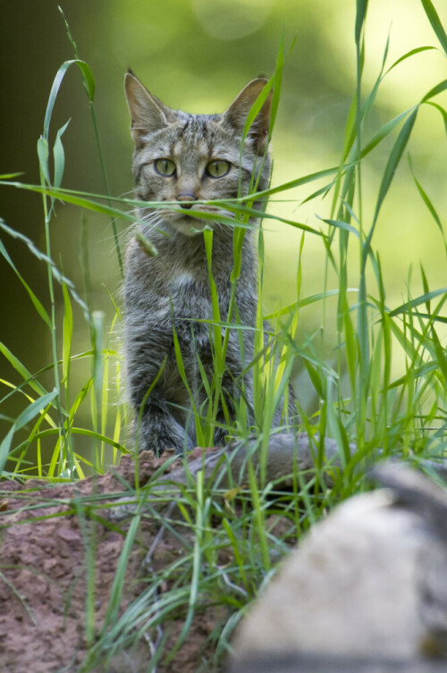 Der Wildkatzenlehrpfad und das neue Gehege (ein Kooperationsprojekt mit der Uni Würzburg) im Wildpark Klaushof  bei Bad Kissingen wurden zum 40-jährigen Jubiläum der Öffentlichkeit präsentiert. Die „kleinen  Tiger“ fühlen sich schon sichtlich wohl in ihrer neuen Umgebung.

Aufnameort: Wildpark Klaushof
Kamera: D3s