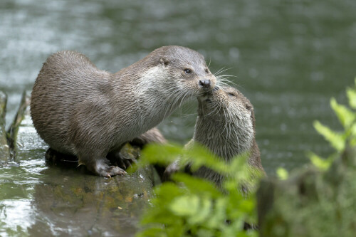 Fischotter / 
Das OTTERZENTRUM in Hankensbüttel ist für Besucher ein lohnenswertes Ziel. Die fachkundigen Führer und ausgeklügelte Fütterungstermine sorgen für einen  kurzweiligen Besuch. Dazu kommen eine Vielzahl an Tafeln, welche die jungen Besucher zu Rätseln auffordern. Ich hatte die Möglichkeit, gemeinsam mit einem Tierpfleger an einem Fotoprojekt im OTTERZENTRUM zu arbeiten.

Aufnameort: OTTERZENTRUM Hankensbüttel
Kamera: D3s