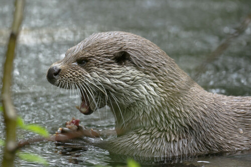 Fischotter / 
Das OTTERZENTRUM in Hankensbüttel ist für Besucher ein lohnenswertes Ziel. Die fachkundigen Führer und ausgeklügelte Fütterungstermine sorgen für einen  kurzweiligen Besuch. Dazu kommen eine Vielzahl an Tafeln, welche die jungen Besucher zu Rätseln auffordern. Ich hatte die Möglichkeit, gemeinsam mit einem Tierpfleger an einem Fotoprojekt im OTTERZENTRUM zu arbeiten.

Aufnameort: OTTERZENTRUM Hankensbüttel
Kamera: Nikon D3s