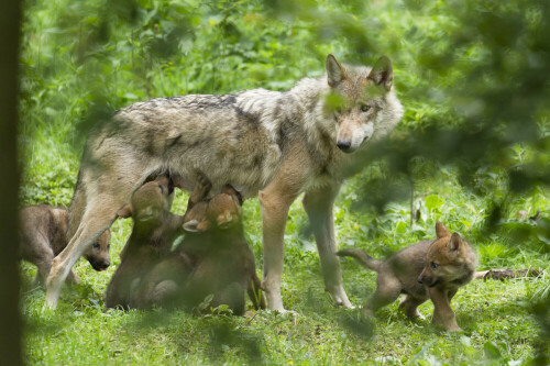 Im Wildpark bei Tambach gibt es Nachwuch bei den Wölfen. Ich bekam die Gelegenheit, dies zu fotografieren.


Aufnameort: Wildpark Tambach
Kamera: D3s