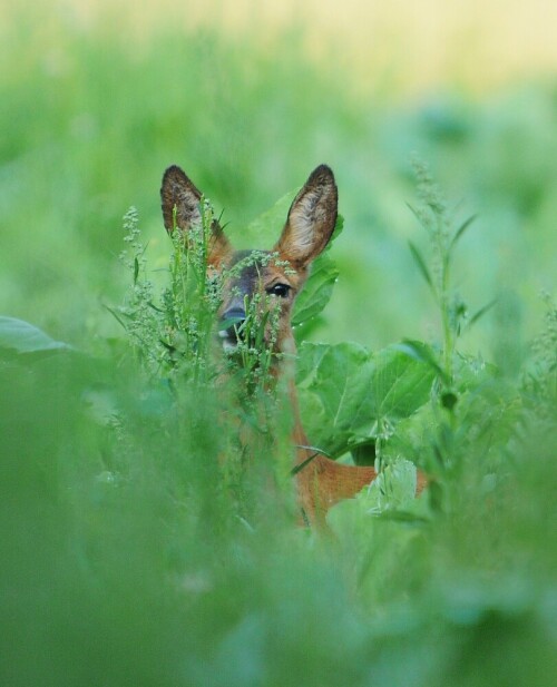 

Aufnameort: LüHeide
Kamera: Nikon D300s