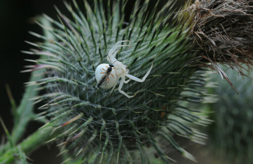 Die Spinne lauert auf Opfer und ist bereits selbst als Opfer erkoren


