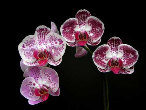 phalenopsis-6208.jpeg