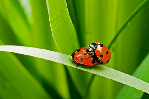 Diese beiden Marienkäfer fand ich versteckt zwischen den Lilien in meinem Garten.

Aufnameort: Eigener Garten
Kamera: E-3 Olympus