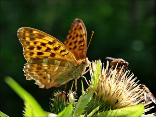 ..gar nicht scheu war dieser Schmetterling er drehte und wendete sich auf der Blüte wie ein richtiges "Faltermodel"

Aufnameort: Am Rand eines Waldweges
Kamera: Olympus E 450