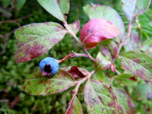 

Aufnameort: Adirondacks, New York
Kamera: Nikon Coolpix S8000