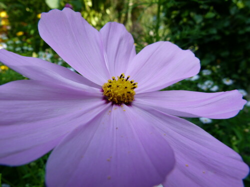 

Aufnameort: Garten Picker Borken/Westf.
Kamera: Lumix FZ 100