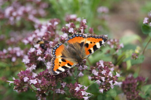 Kleiner Fuchs auf Majoran-Blüte, Hummel im Hintergrund


Kamera: Sony Alpha 55