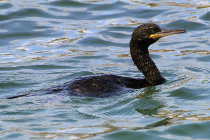 

Aufnameort: f bretagne
