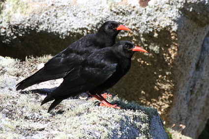 

Aufnameort: f ile ouessant
