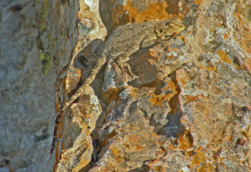 Gecko auf Felsen in der Serengeti 1981

Aufnameort: Serengeti Tanzania
Kamera: aufgenommen mit alter minolta Spiegelreflex