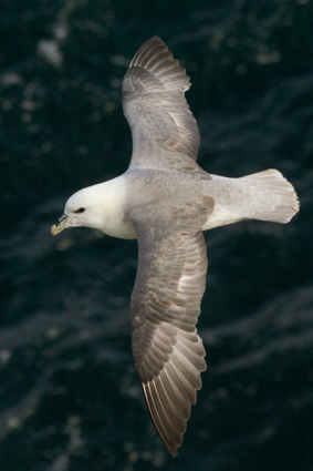 eissturmvogel-6377.jpeg