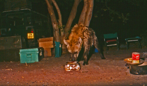 Hyäne nachts im Canp in Botswana 1986

Aufnameort: Botswana
Kamera: alte Pentax Spiegelreflex