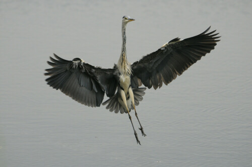 

Aufnameort: LüHeide
Kamera: Nikon D300s   900 mm