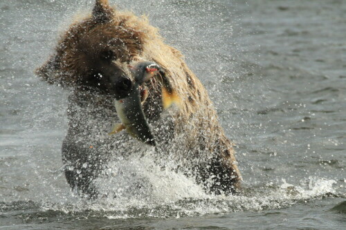 

Aufnameort: Hallo Bay, Alaska
Kamera: Canon EOS 7D