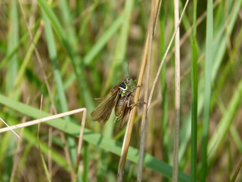 

Aufnameort: Wald in Westerholt/Westf.
Kamera: Lumix FZ 100