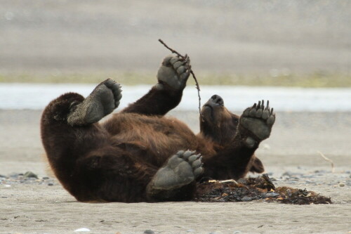 

Aufnameort: Hallo Bay, Alaska
Kamera: Canon EOS 7D