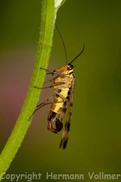 

Aufnameort: DEU,BW,Schwieberdingen
Kamera: Nikon D300, Sigma Macro 3,5/180