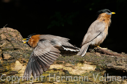 Auch Pagodenstare lieben es, sich zu sonnen, wenn sie die Gelegenheit dazu haben wie heute am 17.8.2011

Aufnameort: DEU, BW, Stuttgart, Wilhelma
Kamera: Nikon D300, Sigma 120-400