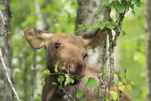 

Aufnameort: Soldotna, Alaska
Kamera: Canon EOS 7D