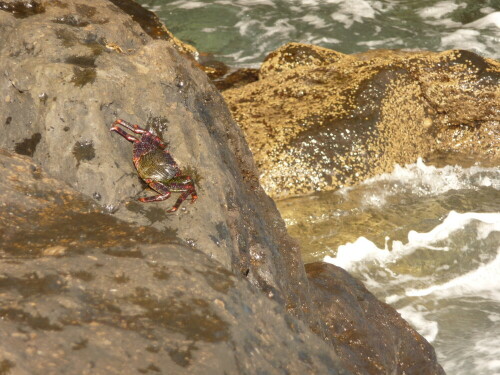 Diese Krabbe sonnte sich genau wie wir auf Madeira am Meer. Sie trotzte zudem den immer wieder hochschwappenden Wellen und blieb standhaft sitzen.

Aufnameort: Madeira
