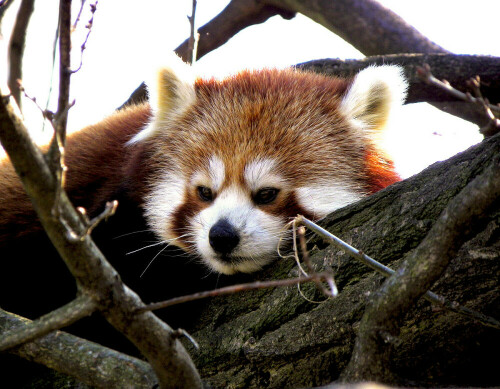 Roter Panda bei der Mittagsruhe

Aufnameort: Zoo Dresden
Kamera: Kodak Z980