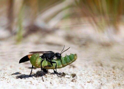 Grabwespe mit ihrer Raupenbeute auf dem Weg zum Nest. Sie kann mit der betäubten Raupe nicht mehr fliegen. Eilt nur lebhaft über den Boden. 
Sie wird ein Ei an die Raupe legen.. daraus schlüpft die Larve, die sich dann von der Raupe ernährt.  Es gibt verschiedene Grabwespen. Diese hat sich auf Raupen spezialisiert.

Aufnameort: Niedersachsen, Wanderdüne
Kamera: Sony a 700, Sony Makro 100 mm, Freihand