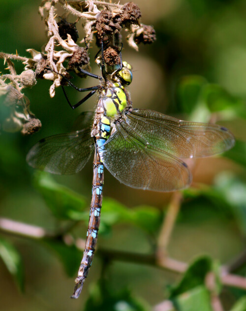 

Aufnameort: Waldrand , Oberwil,CH
Kamera: Sony Alpha350