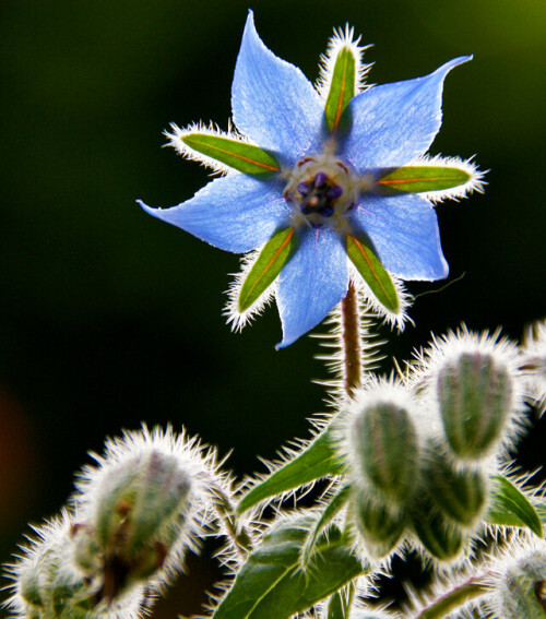 

Aufnameort: Im eigenen Garten
Kamera: Sony Alpha350