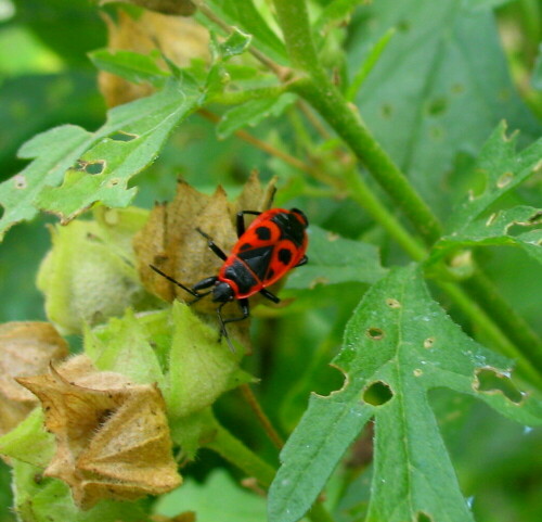 feuerwanze-pyrrhocoris-apterus-an-malvenfrucht-9444.jpeg