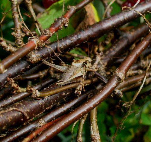 gemeine-strauchschrecke-pholidoptera-griseoaptera-9443.jpeg