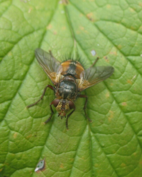 Eine Raupenfliege, nützlich dadurch, dass ihre Larven sich u. a. von Raupen des Kohlweißlings ernähren.

Aufnameort: Marburg, Garten An der Zahlbach 19, 10.09.2011
Kamera: Canon Power Shot A620 1/160; 2,8; 7,3mm