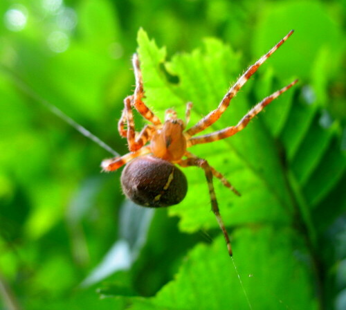 Am 11.09.2011 beobachtete ich diese große Spinne bei der Ausbesserung ihres Radnetzes.

Aufnameort: Marburg, Garten An der Zahlbach 19
Kamera: Canon Power Shot A620  1/50; 2,8; 7,3mm