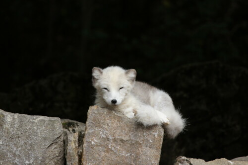 kleiner weißer Polarfuchs


Kamera: Sony Alpha 580