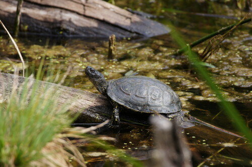 Sumpfschildkröte


Kamera: Sony Alpha 580