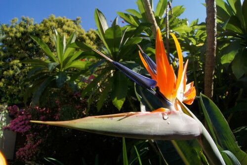 strelitzia-sp-6767.jpeg