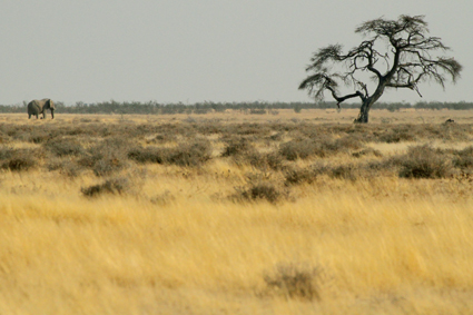 etosha-np-6822.jpeg