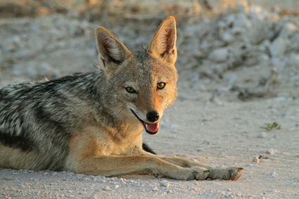 

Aufnameort: namibia etosha
