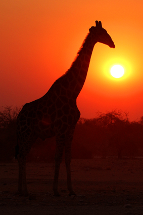 giraffe-im-sonnenuntergang-6532.jpeg