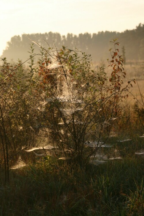 Morgens um 7 Uhr in Schwerin.
Ein tolles Zusammenspiel von Nebel und Sonne.

Aufnameort: Schwerin
Kamera: Canon EOS 300 D