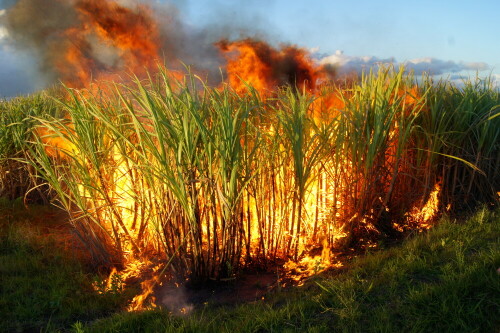 burning-sugar-cane-before-harvesting-6768.jpeg